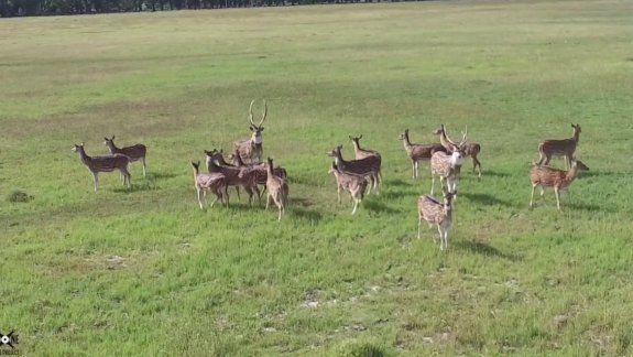 Sobrevolaba su dron y descubrió algo hermoso