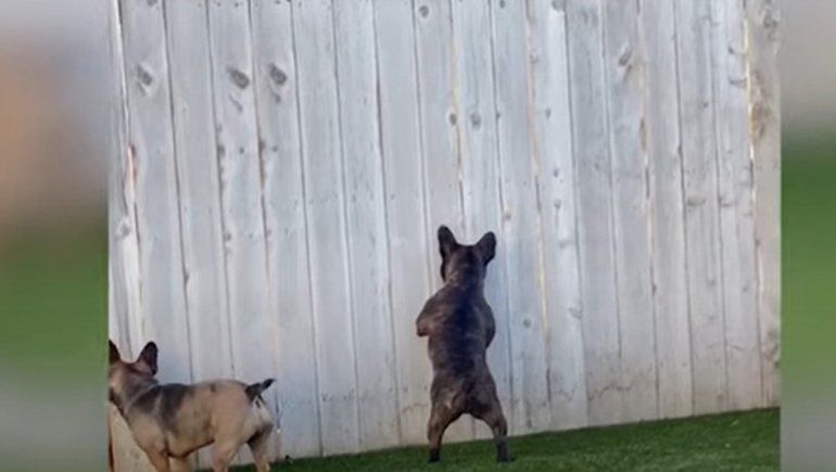 Este perro no deja de sumar reproducciones en YouTube