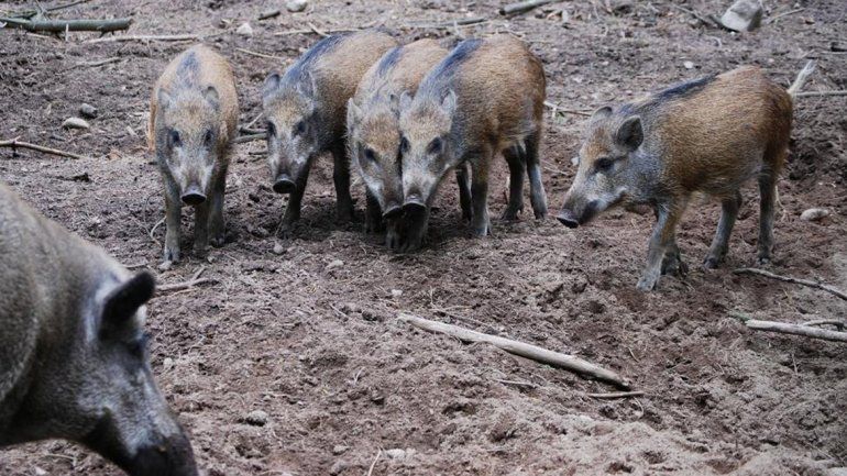 Los terroristas se escondían en unos juncos cuando fueron atacados.