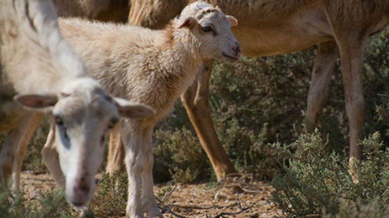 Lo acusaron de robar una chiva y lo atacaron con un cuchillo: terminó con 84 puntos