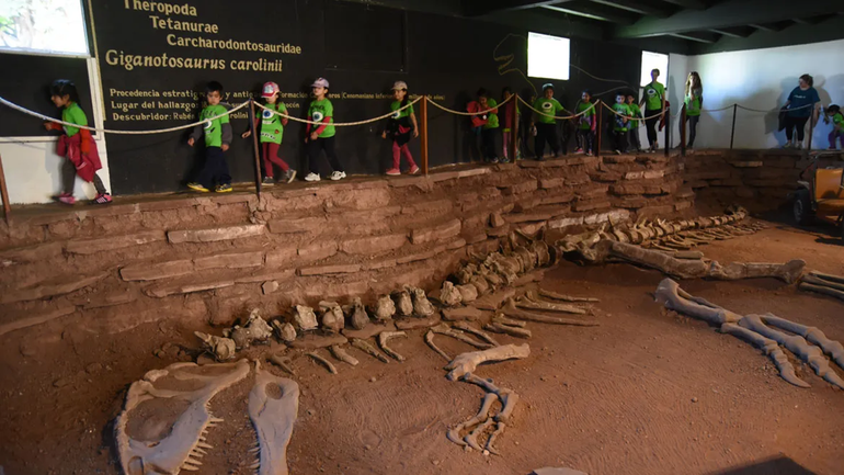 Giganotosaurus Carolinii expuesto en el museo de Villa El Chocón