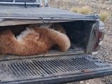 Comodoro Rivadavia: llevaba tres guanacos muertos en la caja de la camioneta.