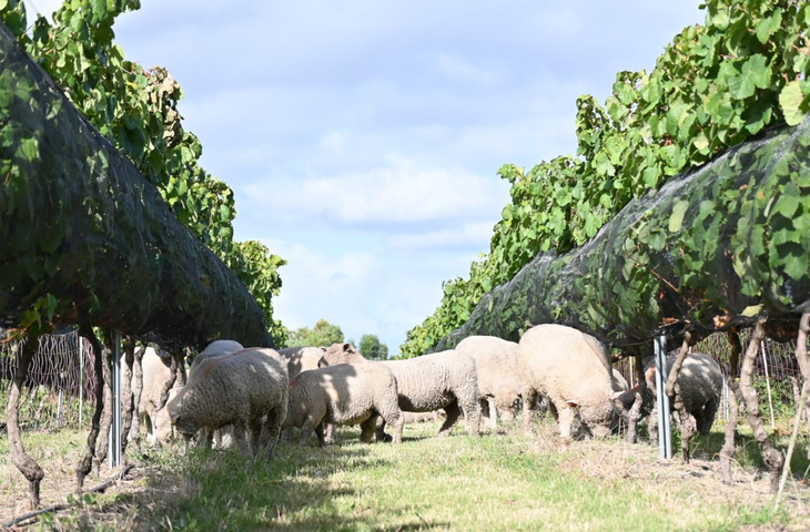 El pastoreo ovino en viñedos reduce el uso de herbicidas y mejora la fertilidad del suelo de forma natural. El pastoreo ovino en viñedos reduce el uso de herbicidas y mejora la fertilidad del suelo de forma natural.