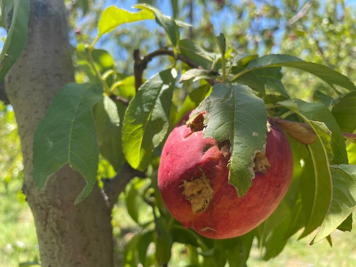 El 70% de la producción de pepita fue afectada, de forma dispar, por el granizo. El 70% de la producción de pepita fue afectada, de forma dispar, por el granizo.