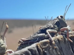 El mes de noviembre es el peor porque la especie entra en su etapa de reproducción. El mes de noviembre es el peor porque la especie entra en su etapa de reproducción.