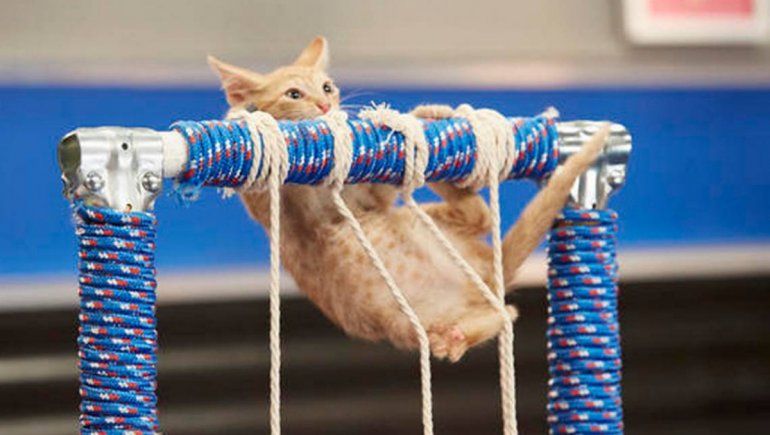 Un gato se volvió viral en TikTok al ver el desempeño de un gimnasta olímpico. | Foto referencial.