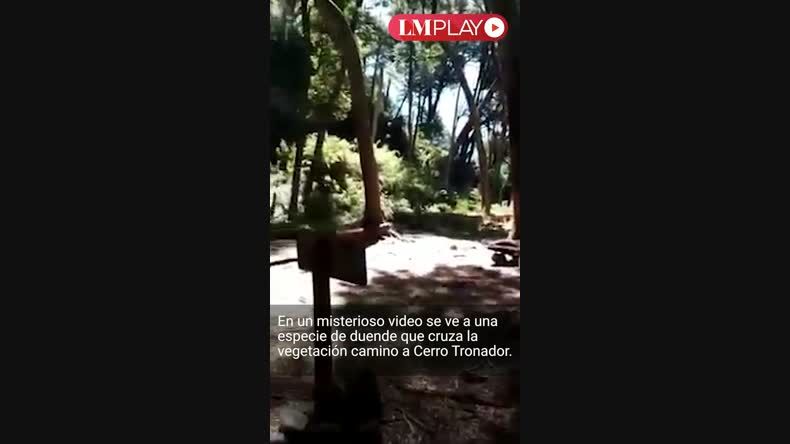 Duendes en Bariloche?: un turista publicó un video donde apareció