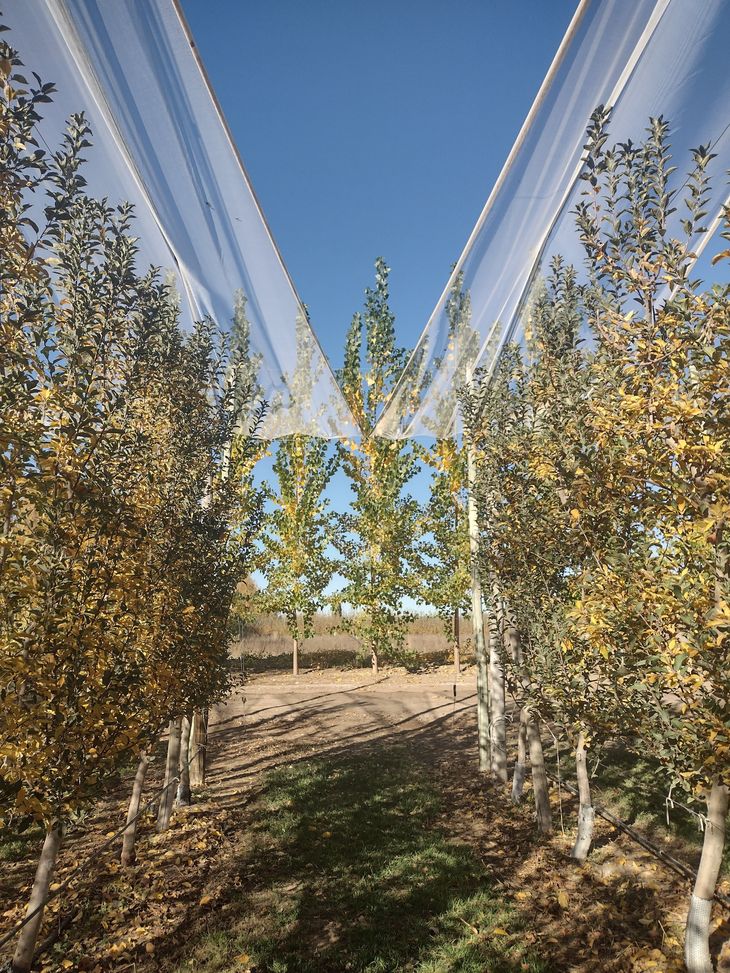 Las alamedas, un clásico de la postal del Alto Valle. Foto: INTA Las alamedas, un clásico de la postal del Alto Valle. Foto: INTA