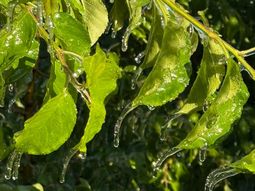 cayo una helada suave que tendra efecto en la calidad de la fruta cayo una helada suave que tendra efecto en la calidad de la fruta