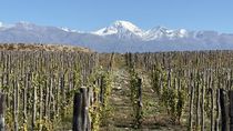 25 anos de innovacion estilistica en vinos de argentina
