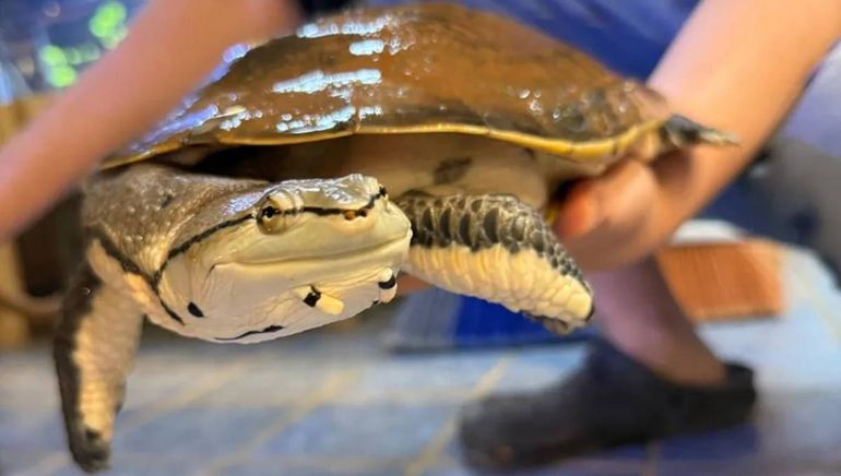 Una tortuga fue secuestrada entre otros animales enlos allanamientos