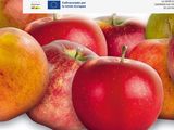 Las tendencias de consumo de manzana en la UE son positivas, apuntaladas por las nuevas variedades.