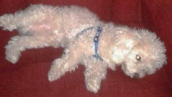 entraron a robar y desaparecio su perro bartolito entraron a robar y desaparecio su perro bartolito