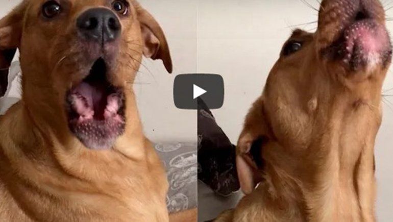 Esta perrita no deja de sumar visualizaciones en YouTube