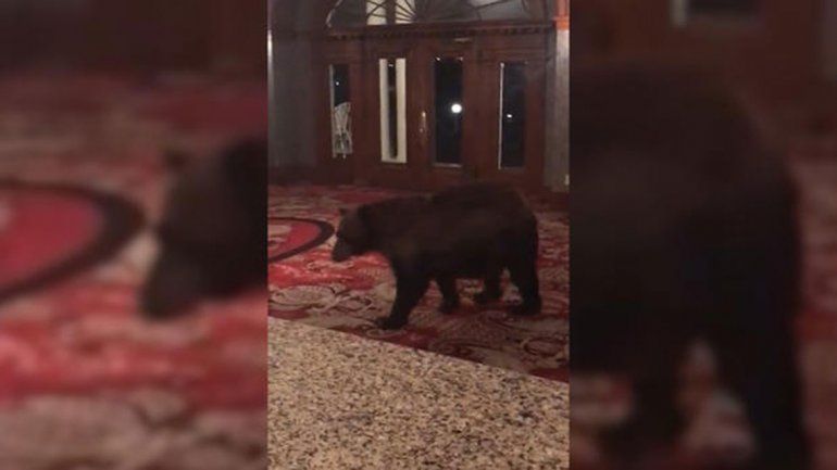 Un oso se pasea por el hotel de El Resplandor