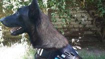 Lester, el perro policía que murió en servicio