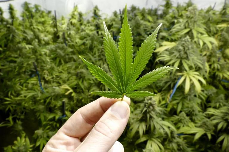 Marihuana de exportación: Jujuy enviará flores de cannabis a Europa y Australia