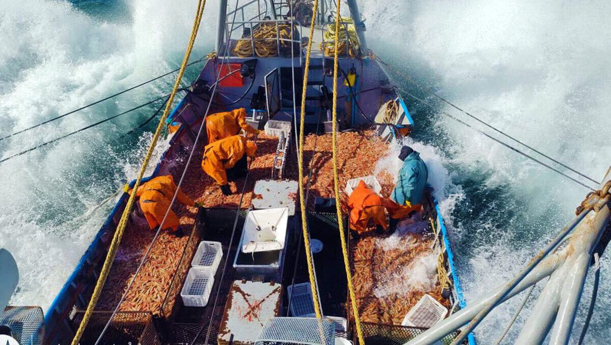 Captura Salvaje, documental sobre pesca de langostino filmado en Chubut, se verá en Amazon.