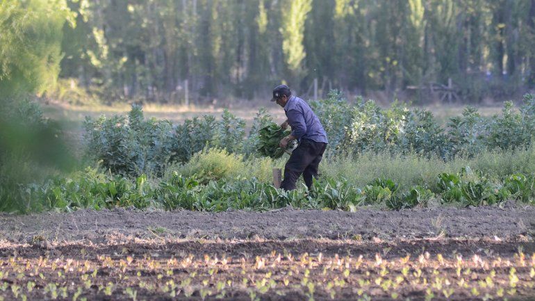 La actividad hortícola creció