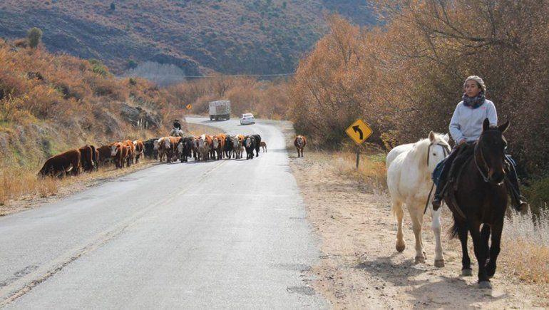 Declararon la emergencia agropecuaria para Neuquén