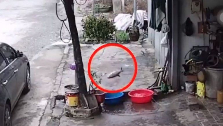 Al estilo Nemo: pez es viral en Twitter por escapar e irse por el drenaje