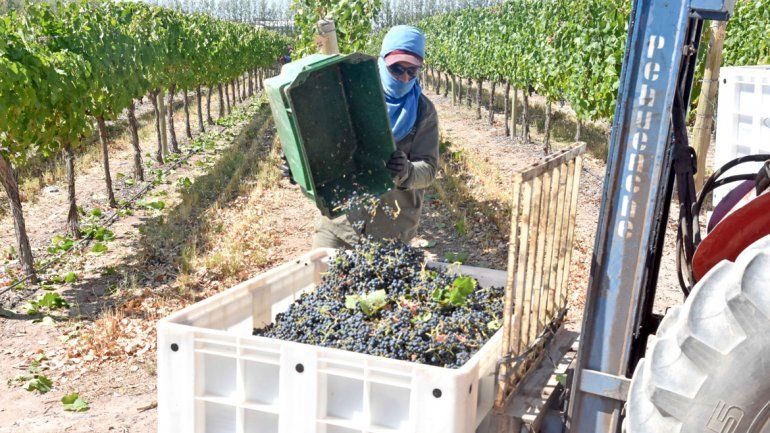 Los cosechadores no pueden perder tiempo cuando las uvas ya tienen la madurez suficiente. Allí empieza el primer paso del largo proceso de la vinificación.