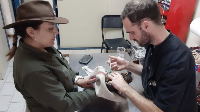 Curan al aguilucho para que pueda volver a su hábitat