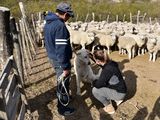 De las balas a los perros: la nueva defensa contra el puma