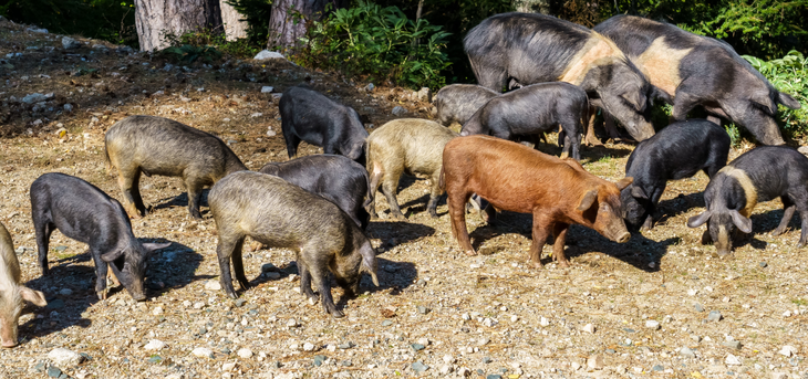 El avance de los supercerdos representa un riesgo económico creciente. Foto: canadainvasives.ca El avance de los supercerdos representa un riesgo económico creciente. Foto: canadainvasives.ca