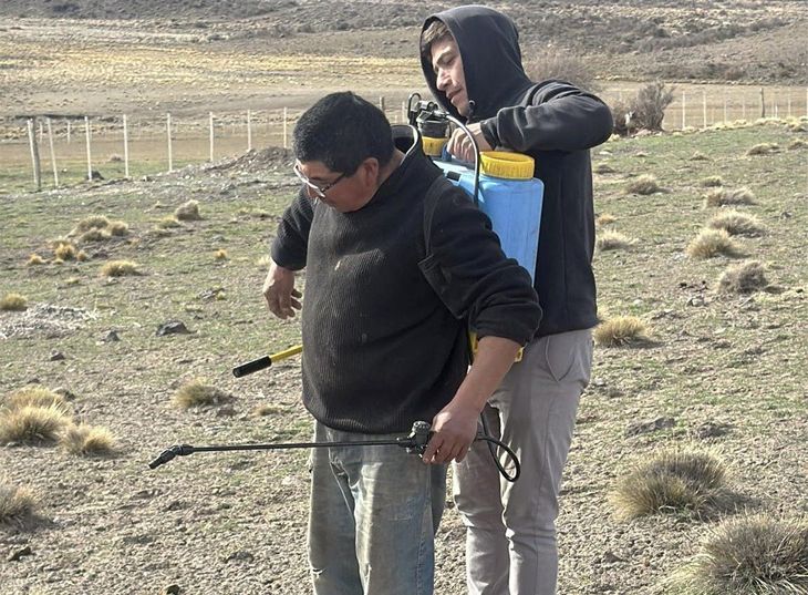 A partir de noviembre, ya con los ejemplares adultos, es más difícil el control de la plaga. A partir de noviembre, ya con los ejemplares adultos, es más difícil el control de la plaga.