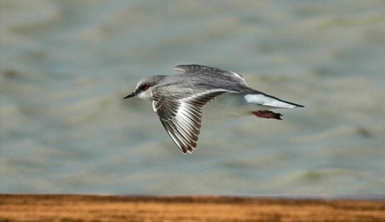 El Chorlito Ceniciento en vuelo: a partir de los censos anuales que se iniciaron en 2020, quedó catalogado como una especie en peligro. El Chorlito Ceniciento en vuelo: a partir de los censos anuales que se iniciaron en 2020, quedó catalogado como una especie en peligro.