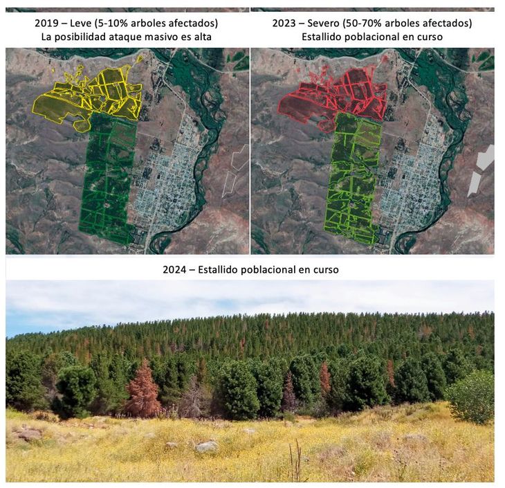 Se la detectó en la década del 90 por primera vez en Patagonia. Foto: gentileza. Se la detectó en la década del 90 por primera vez en Patagonia. Foto: gentileza.