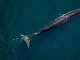 Las ballenas sei llegan a la costa de Chubut en los meses en los cuales se aleja la ballena franca austral.