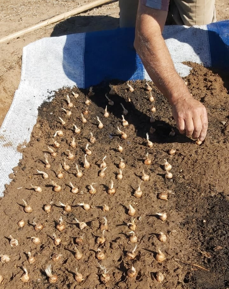 Por semillas o por esquejes, cada variedad tiene su método. Foto: gentileza