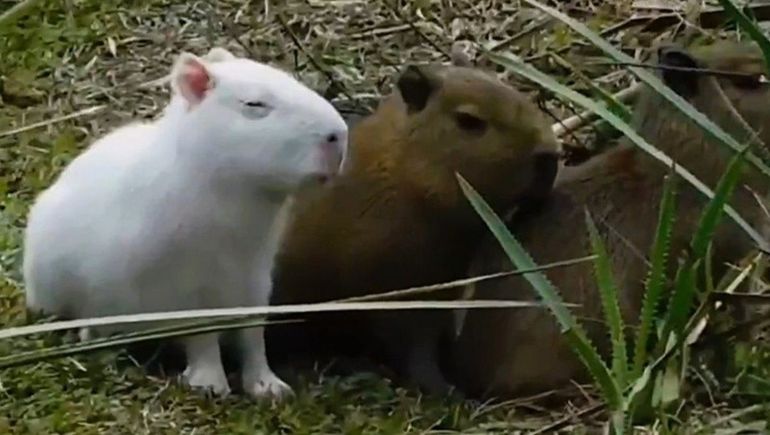 Apareció un carpincho completamente blanco cerca del río: la preocupación de los expertos
