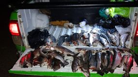 Mediante un operativo se secuestraron 38 piezas de truchas. | LM Neuquen Mediante un operativo se secuestraron 38 piezas de truchas.
