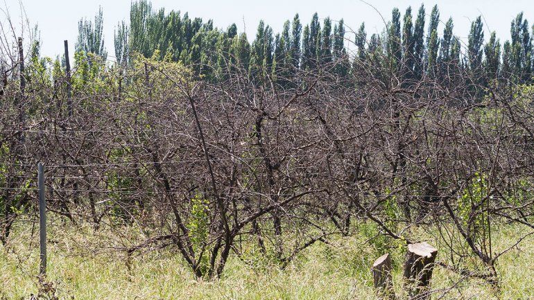 Casas vs. Fruta: el municipio busca crear 250 lotes donde hoy rige la actividad agr&iacute;cola.