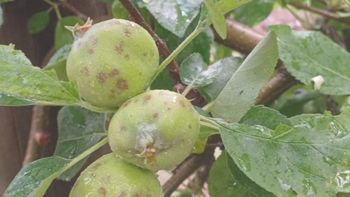 Los daños de la tormenta de granizo de ayer han sido importantes. | LM Neuquen Los daños de la tormenta de granizo de ayer han sido importantes.