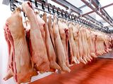 La sobreoferta de carne porcina en Argentina desplomó los márgenes de las granjas durante el primer trimestre de 2026 y dejó a muchos establecimientos al borde de las pérdidas. La sobreoferta de carne porcina en Argentina desplomó los márgenes de las granjas durante el primer trimestre de 2026 y dejó a muchos establecimientos al borde de las pérdidas.