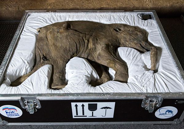 Lyuba, el bebé mamut intacto que asombra al mundo entero