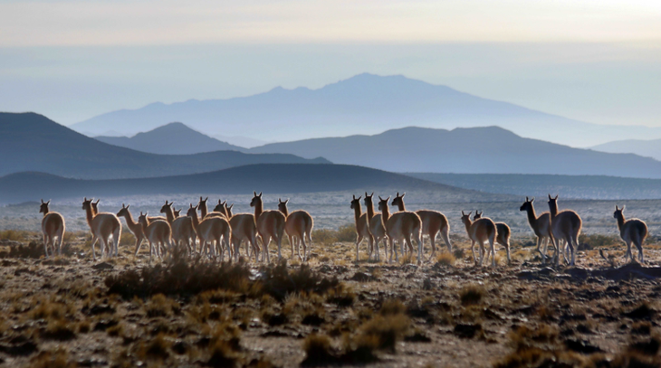 Eco-ductos instalados cada cinco kilómetros garantizan el flujo genético de la fauna silvestre local. Foto: Rolando Poblete, WCS Argentina. Eco-ductos instalados cada cinco kilómetros garantizan el flujo genético de la fauna silvestre local. Foto: Rolando Poblete, WCS Argentina.