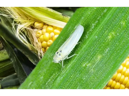 Enormes daños esta generando la chicharrita en el maíz. Enormes daños esta generando la chicharrita en el maíz.