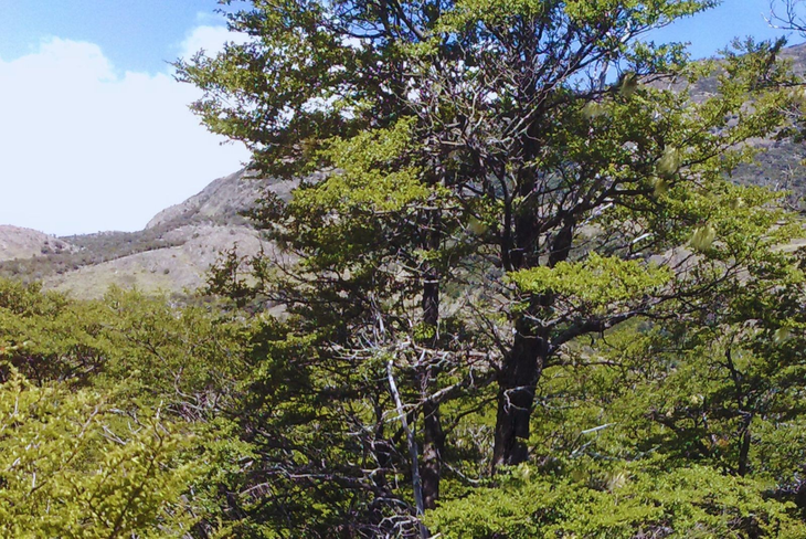 El ñire ha sido históricamente utilizado por pueblos originarios como los Selknam y Tehuelches. Foto: INTA El ñire ha sido históricamente utilizado por pueblos originarios como los Selknam y Tehuelches. Foto: INTA