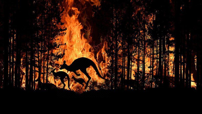 Australia: más de mil millones de animales afectados