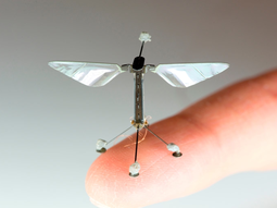 En el corto plazo, podrían artificialmente realizar el proceso de polinización. Foto: Universidad de Harvard En el corto plazo, podrían artificialmente realizar el proceso de polinización. Foto: Universidad de Harvard