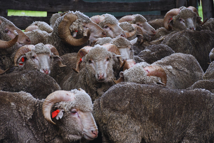 Recomienda especial atención en la administración de antiparasitarios. Foto: INTA Recomienda especial atención en la administración de antiparasitarios. Foto: INTA