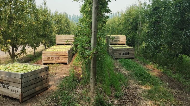 Costos que no cierran, pagos que no llegan y una brecha de precios que castiga al productor: qu&eacute; hay detr&aacute;s del video que se volvi&oacute; viral.