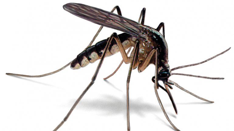 Suele pasar que en un mismo lugar hay personas que son más atacadas por estos insectos que otras. La ciencia encontró algunas razones del fenómeno.