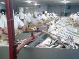 Los trabajadores de la pesquera venían hace semanas en un limbo laboral y ahora les llegó el telegrama de despido.