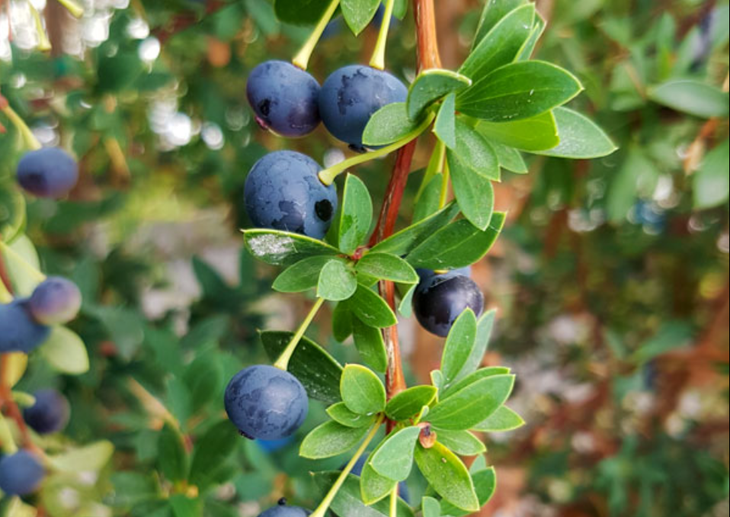 Como arbusto espinoso, el calafate produce frutos que superan en contenido de antioxidantes a la mayoría de los berries tradicionales.